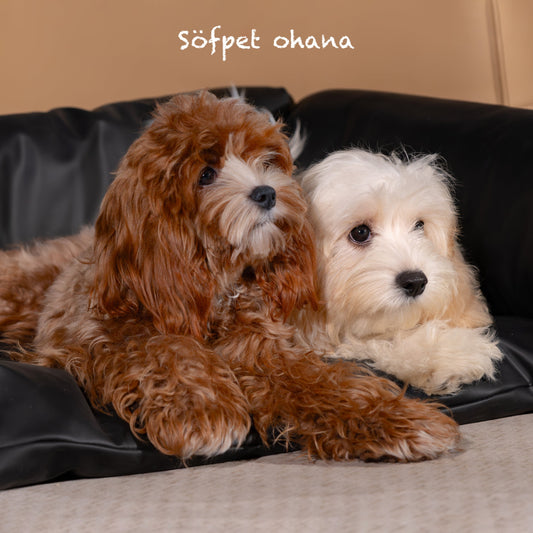 Our Philosophy：no one will be left behind